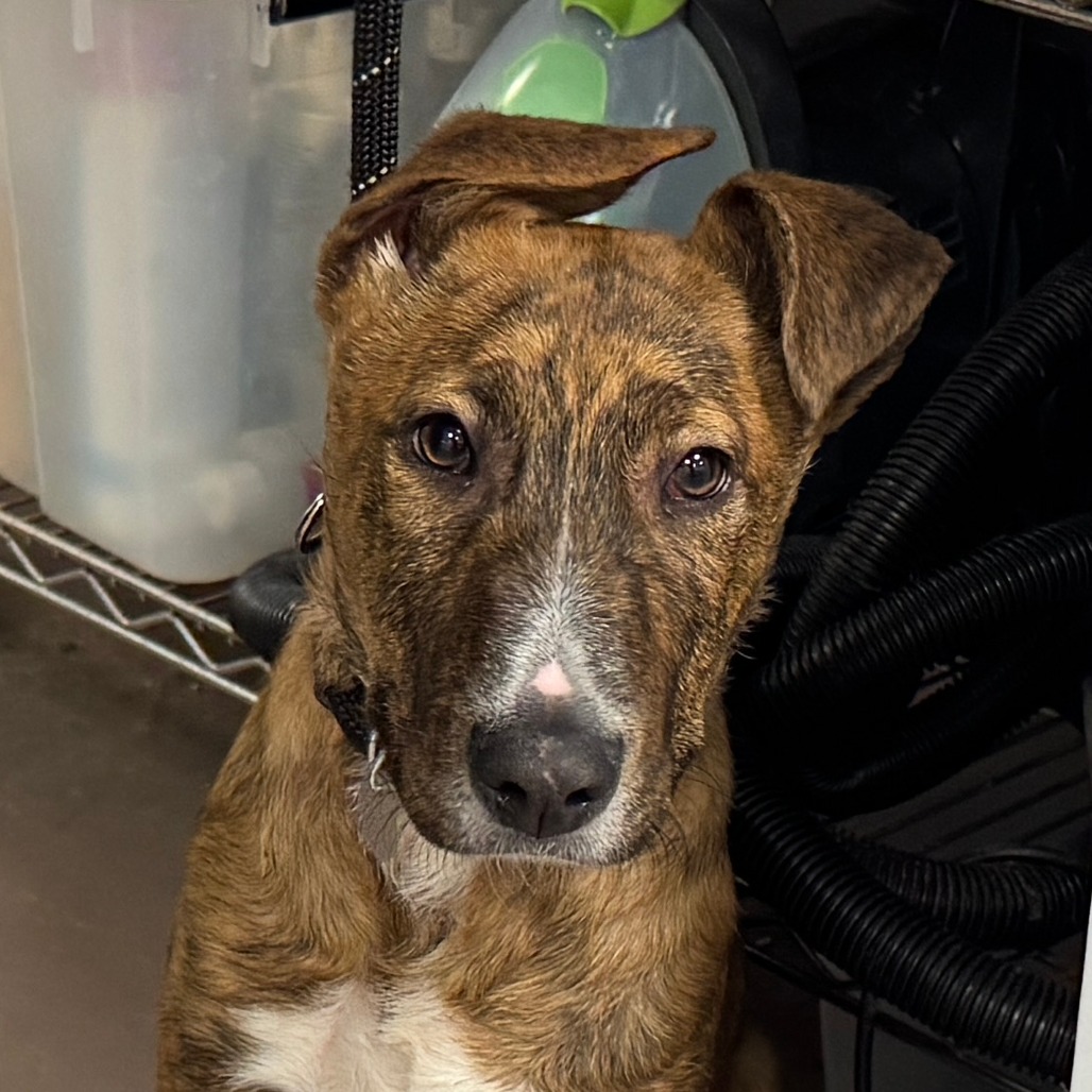 Baloo — thumbnail 2