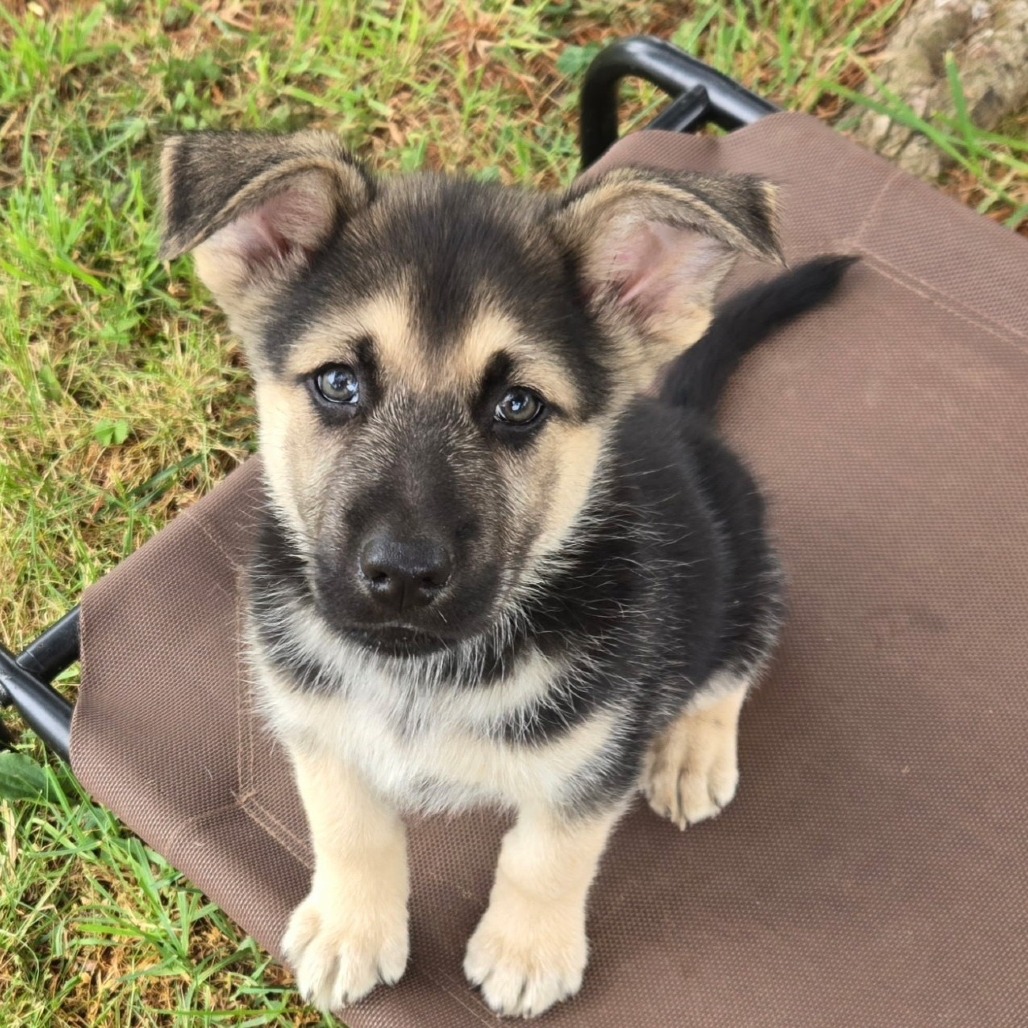 SAM - Shepherd, German / Retriever for adoption in Silver Spring