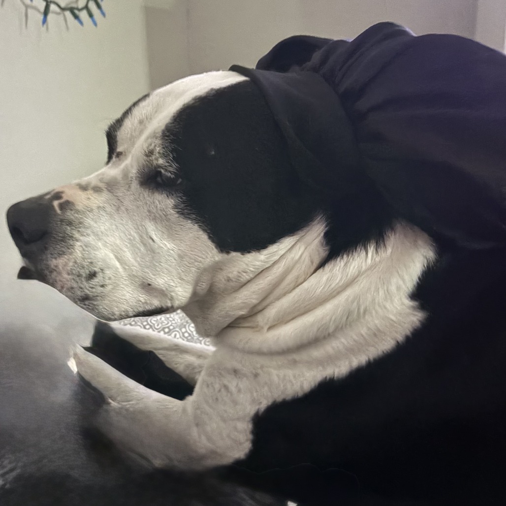 MALCOLM - Terrier, American Pit Bull / Mix available for adoption