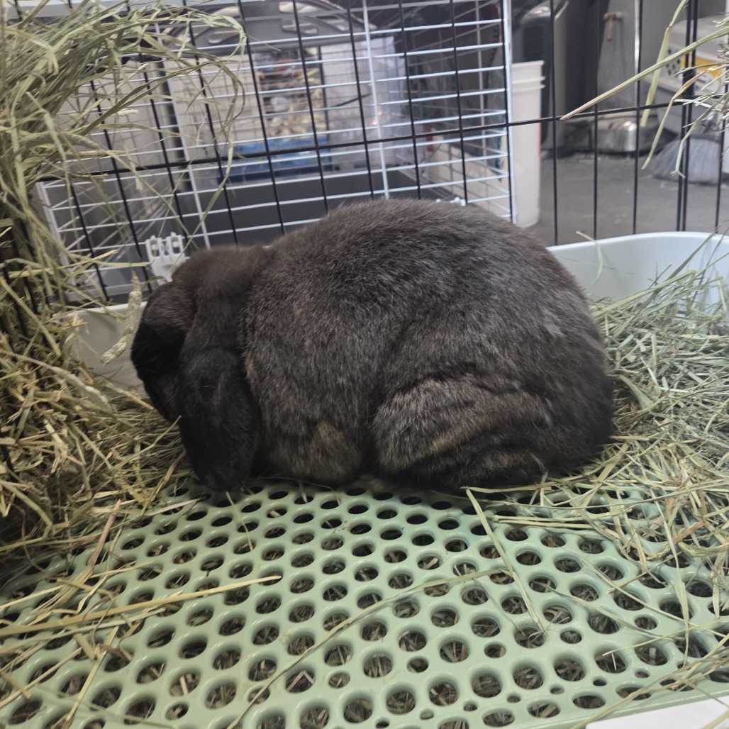 SOPHIE - American Fuzzy Lop available for adoption