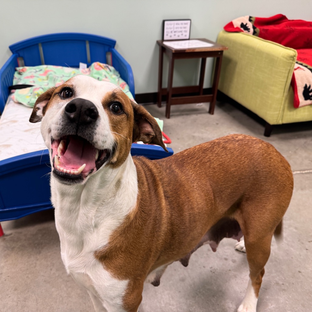 WILLA - Mixed Breed (Large) available for adoption