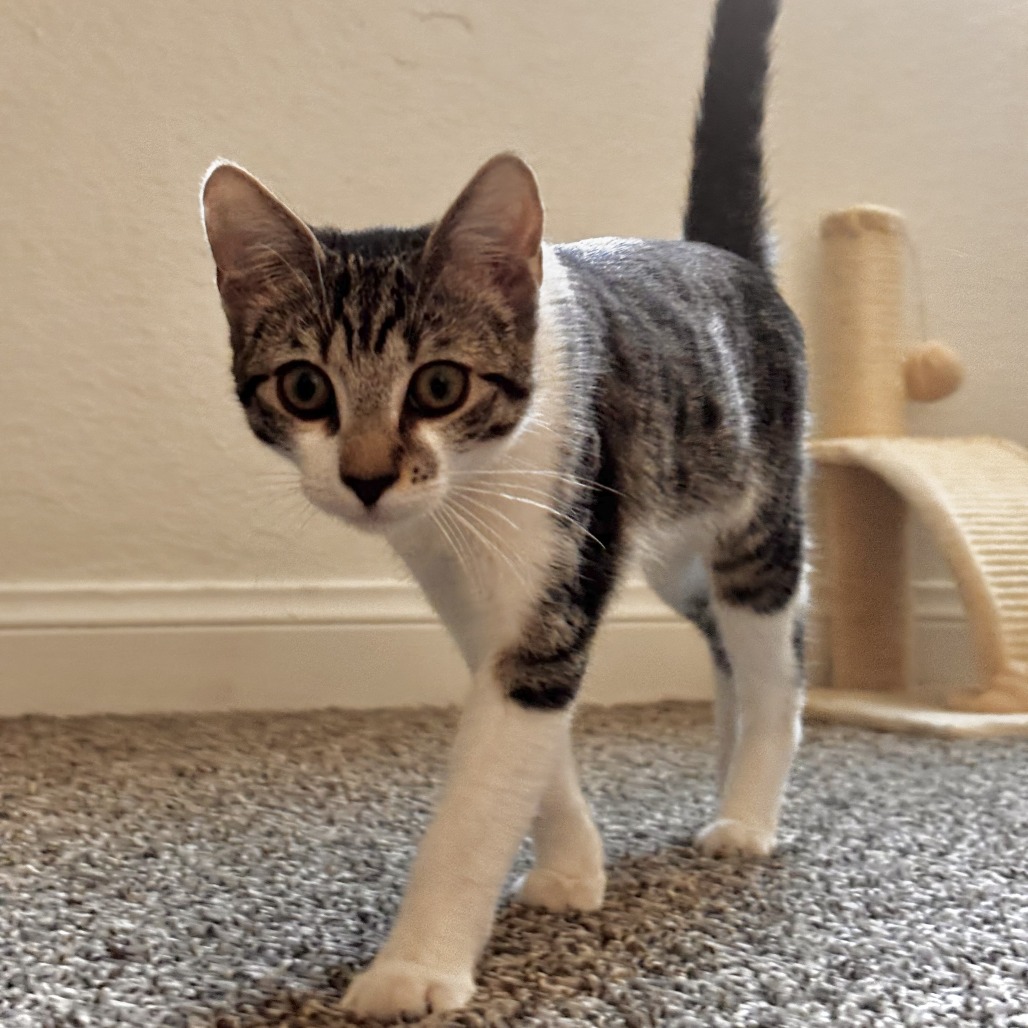 MAPLE - Domestic Shorthair available for adoption