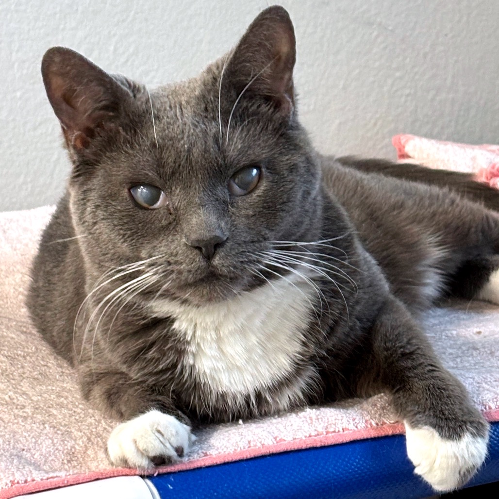 Chai — thumbnail 4