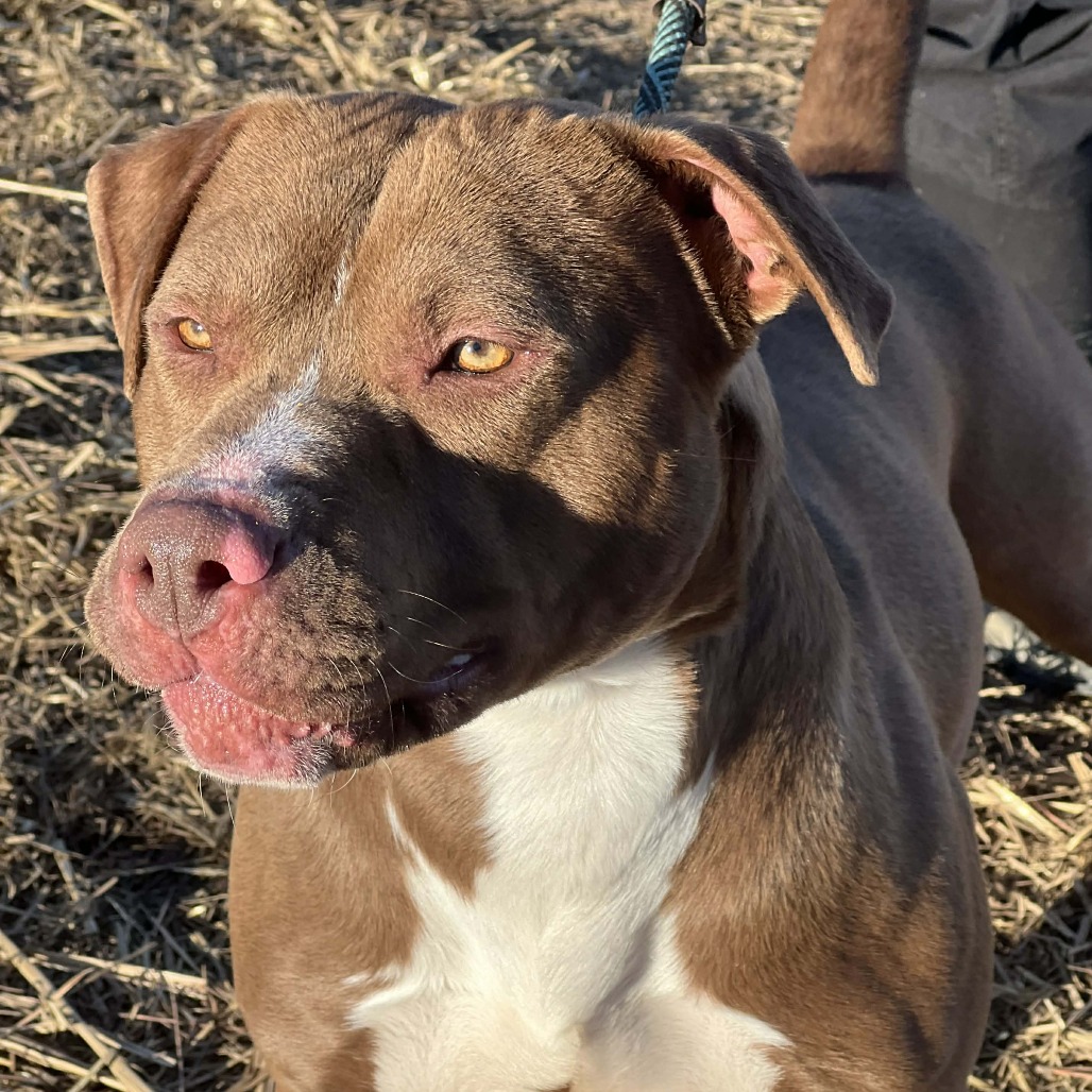 Dozer — thumbnail 4