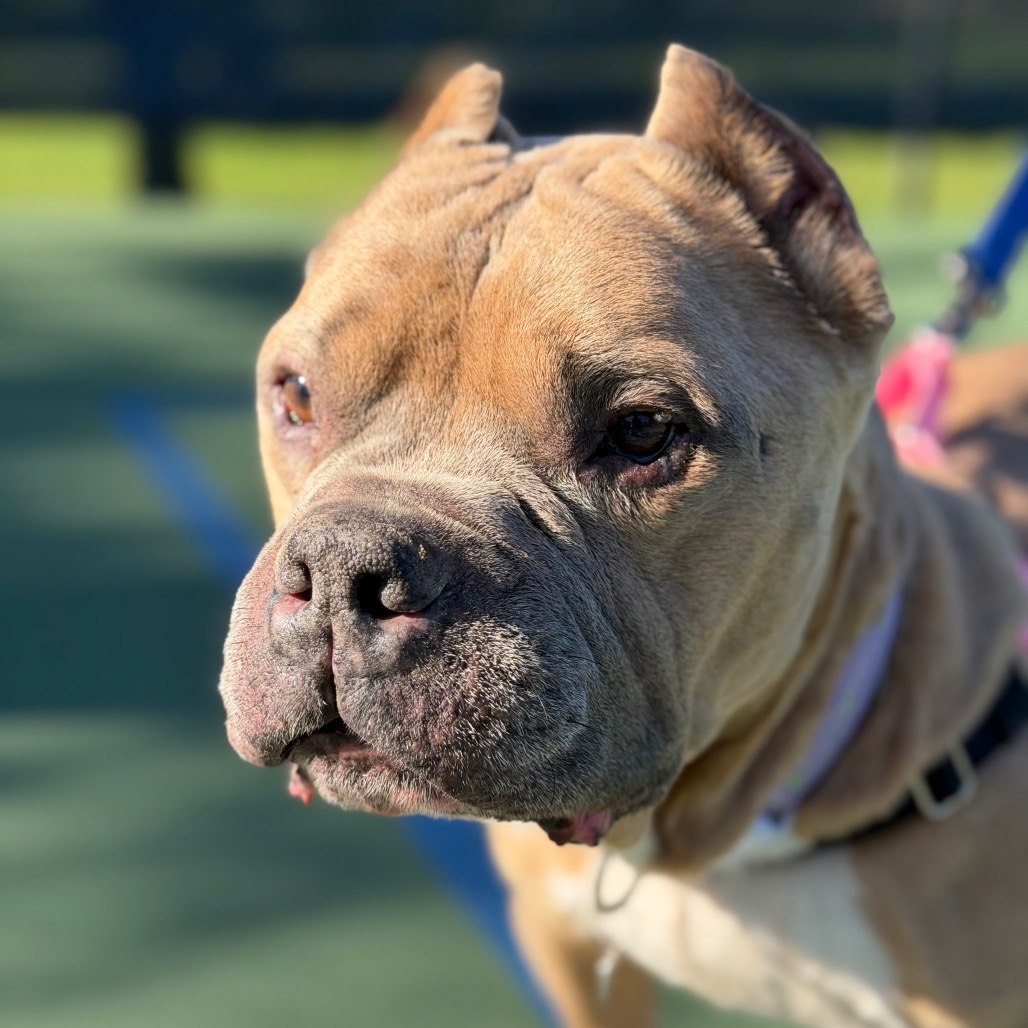 Dink, photo 28