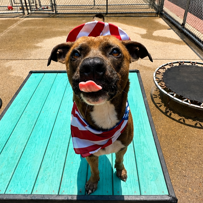 Sable aka Tank, photo 8
