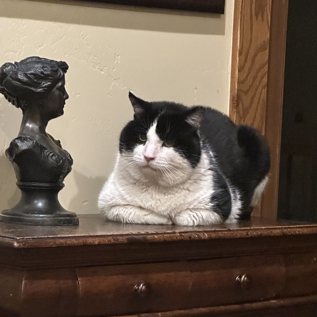 POTATO - Domestic Shorthair for adoption in West Jordan
