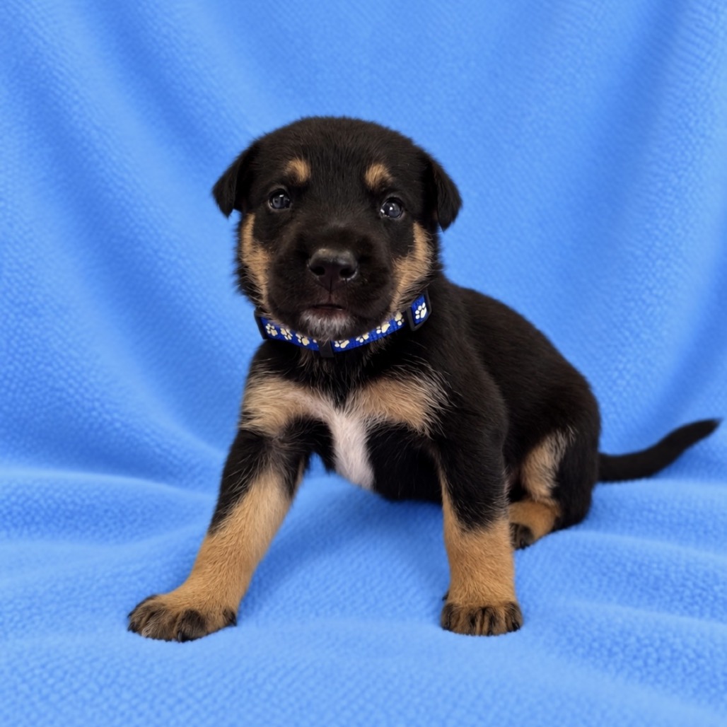 Benny photo