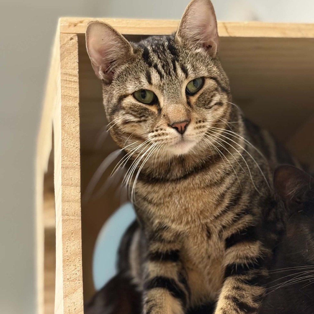 Mr. Meowgi