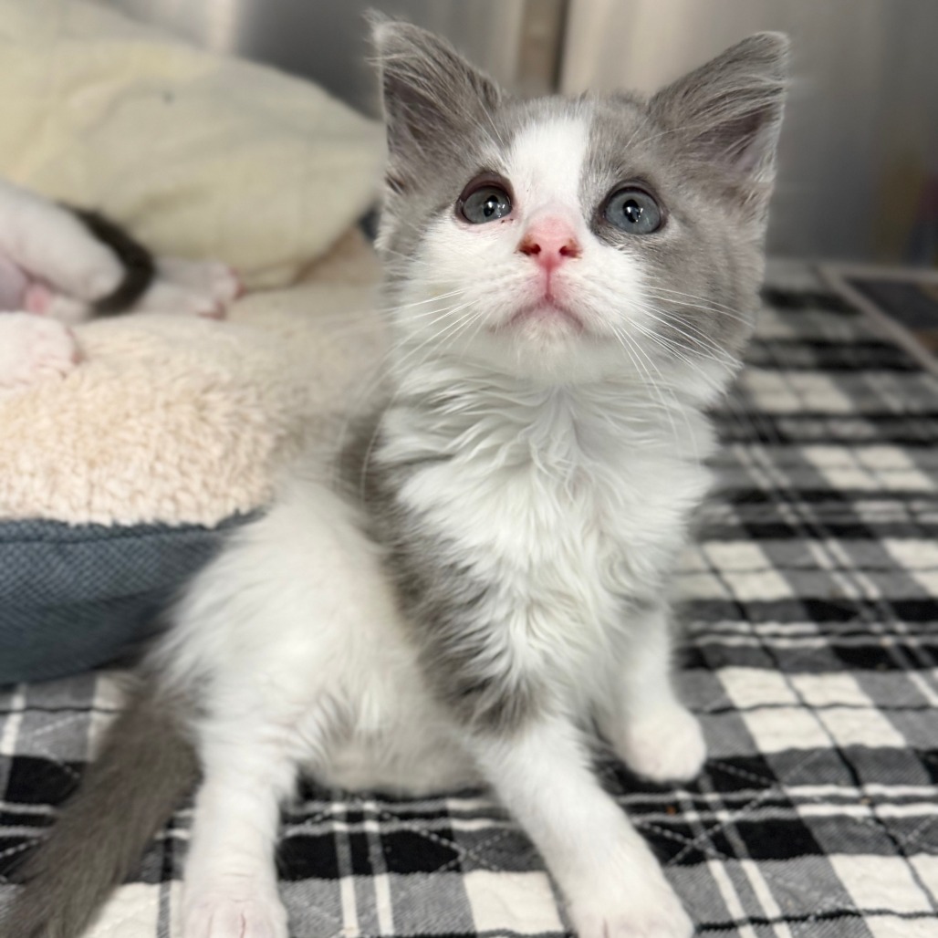 KENDRICK - Domestic Medium Hair available for adoption