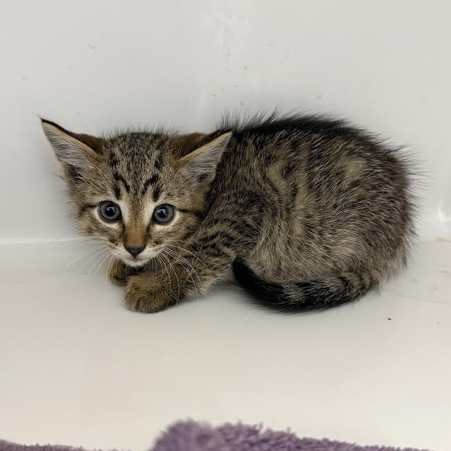 AUTUMN - Domestic Medium Hair available for adoption