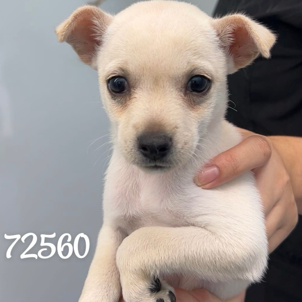 GLACIER — thumbnail 2