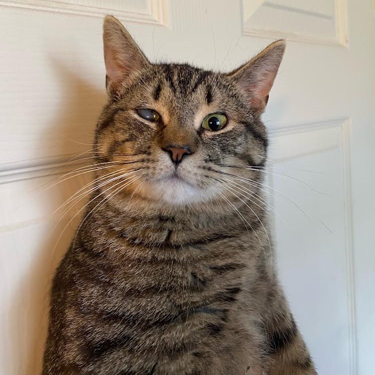 PANINI - Domestic Shorthair available for adoption