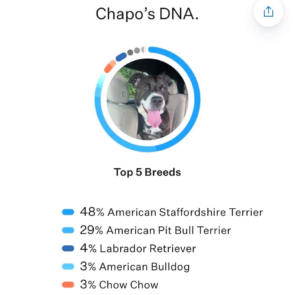 Chapo