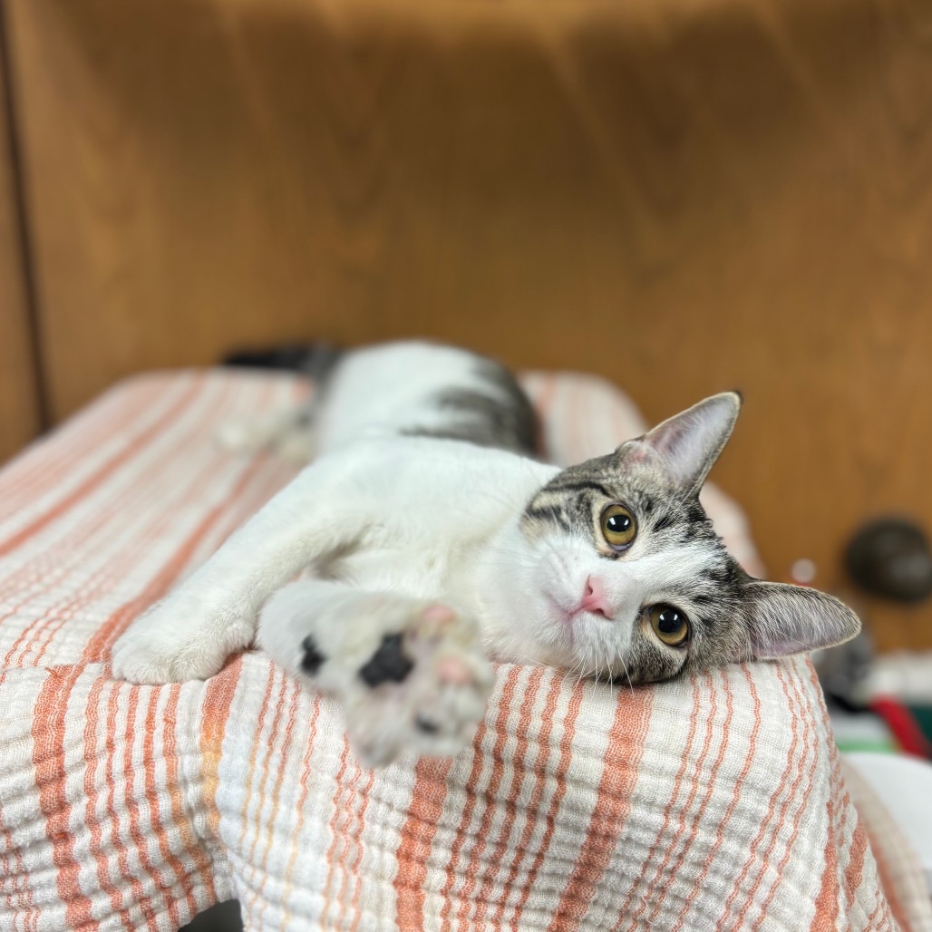 Vada--At Pet Supplies Plus***ADOPTION PENDING***, photo 2