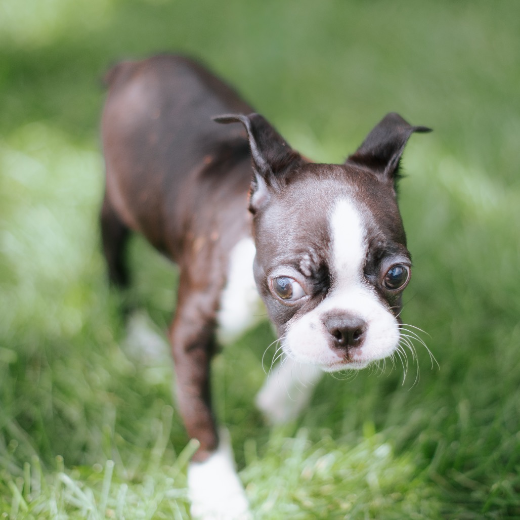 Terrier