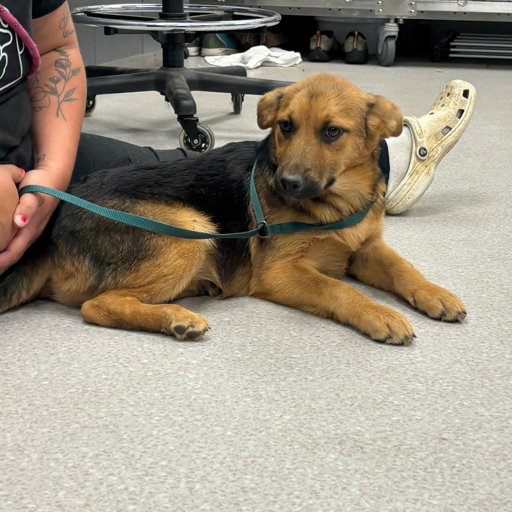 WYNONA - Retriever, Labrador / Mix available for adoption