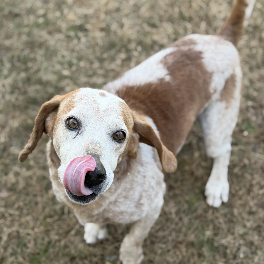 Pesci — thumbnail 2