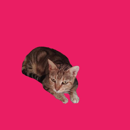 Tusc Stray 81886