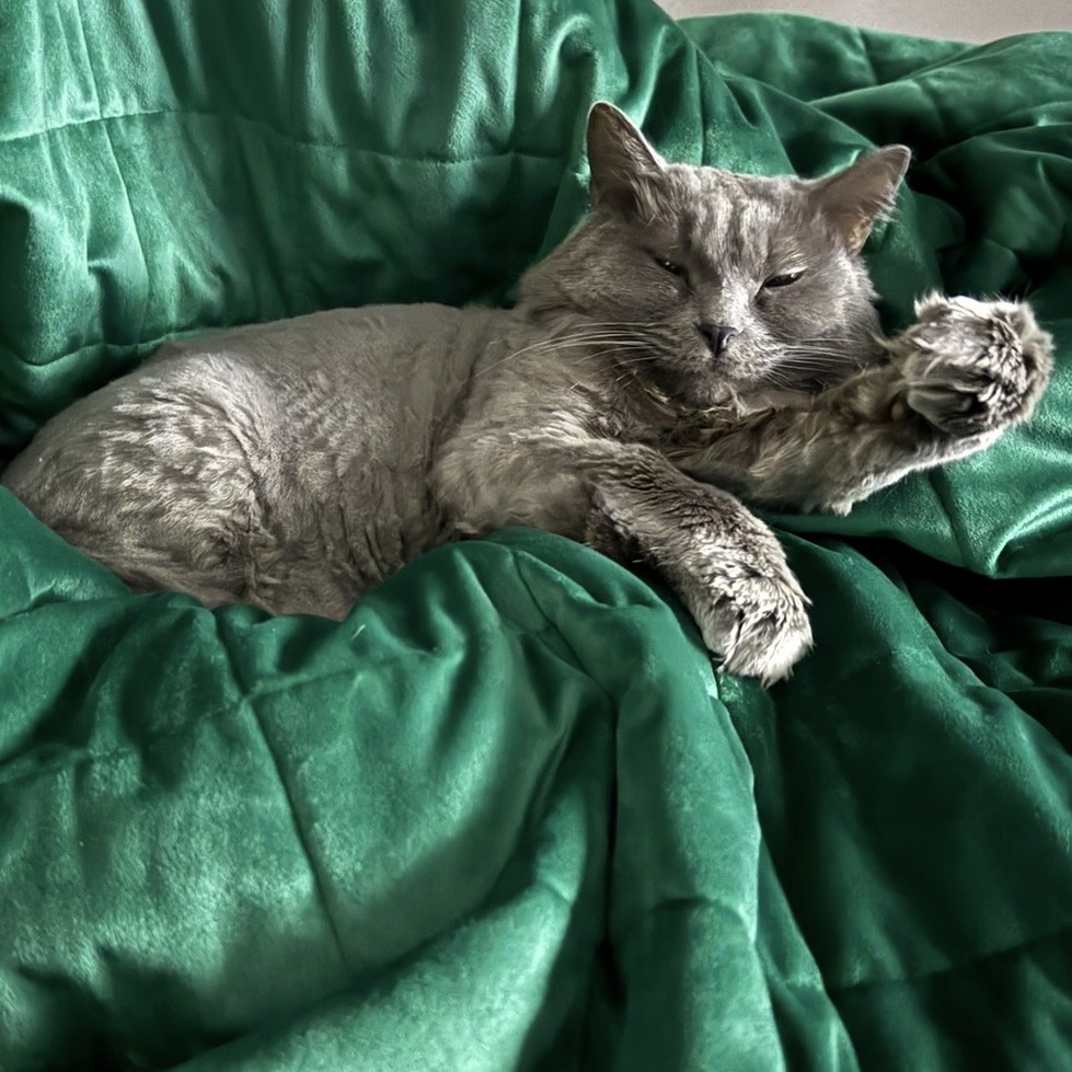 BIG KITTY - Domestic Medium Hair available for adoption