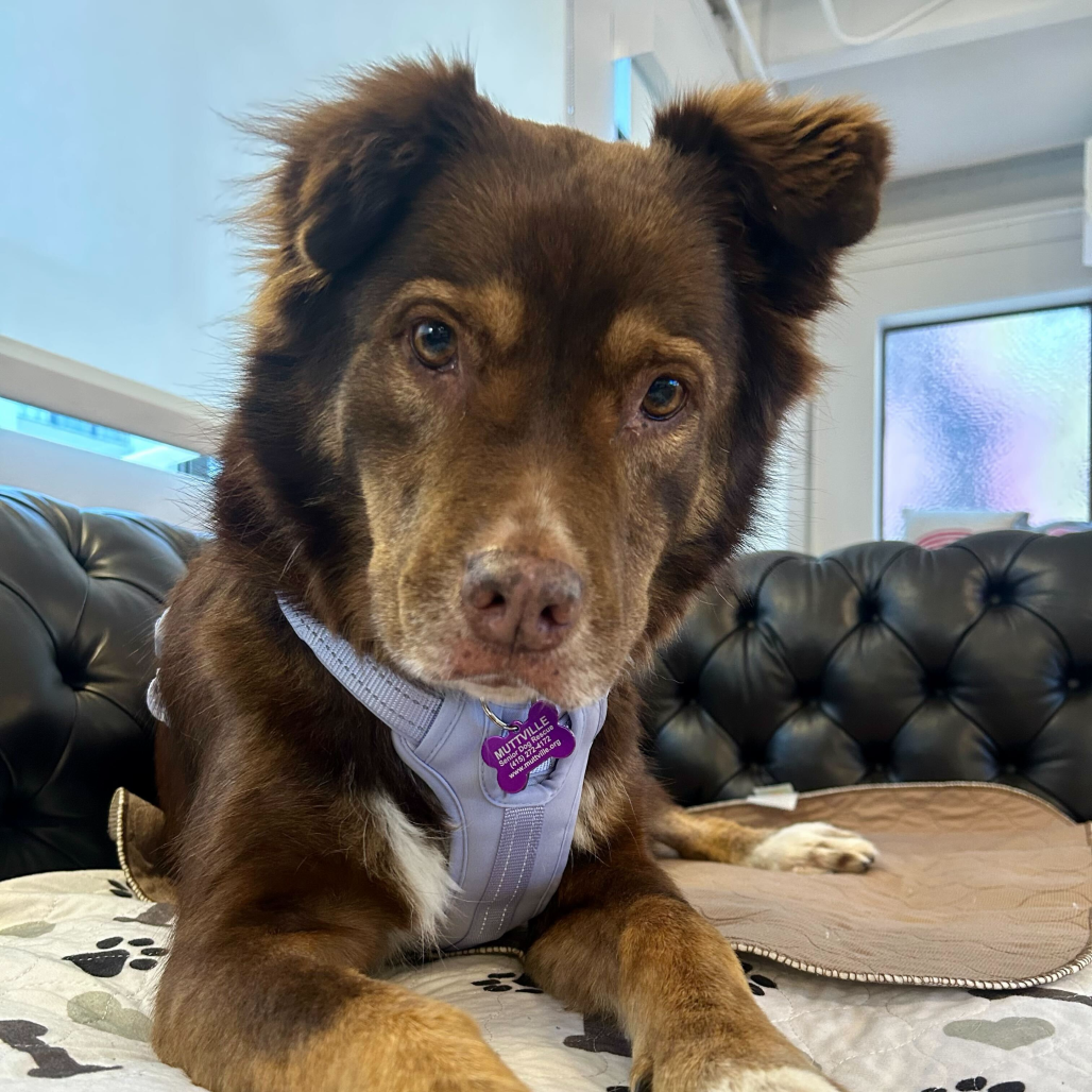 Princess Daisy 13855 — thumbnail 5