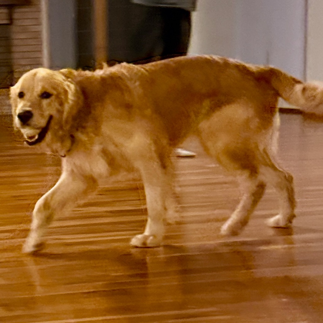 Golden Retriever