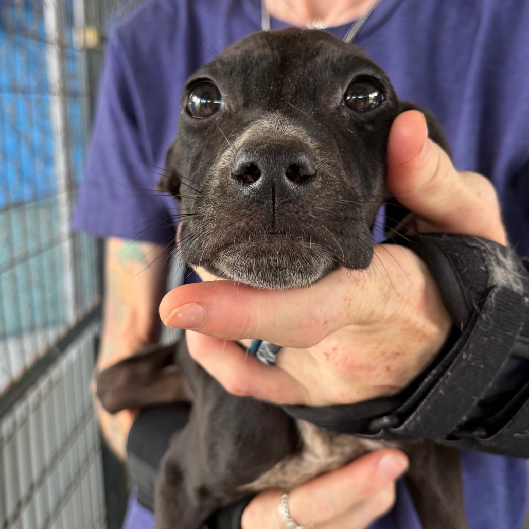 Violet, an adoptable dog at SPCA-BC