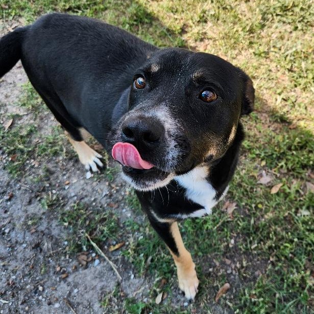 Kipper photo 17