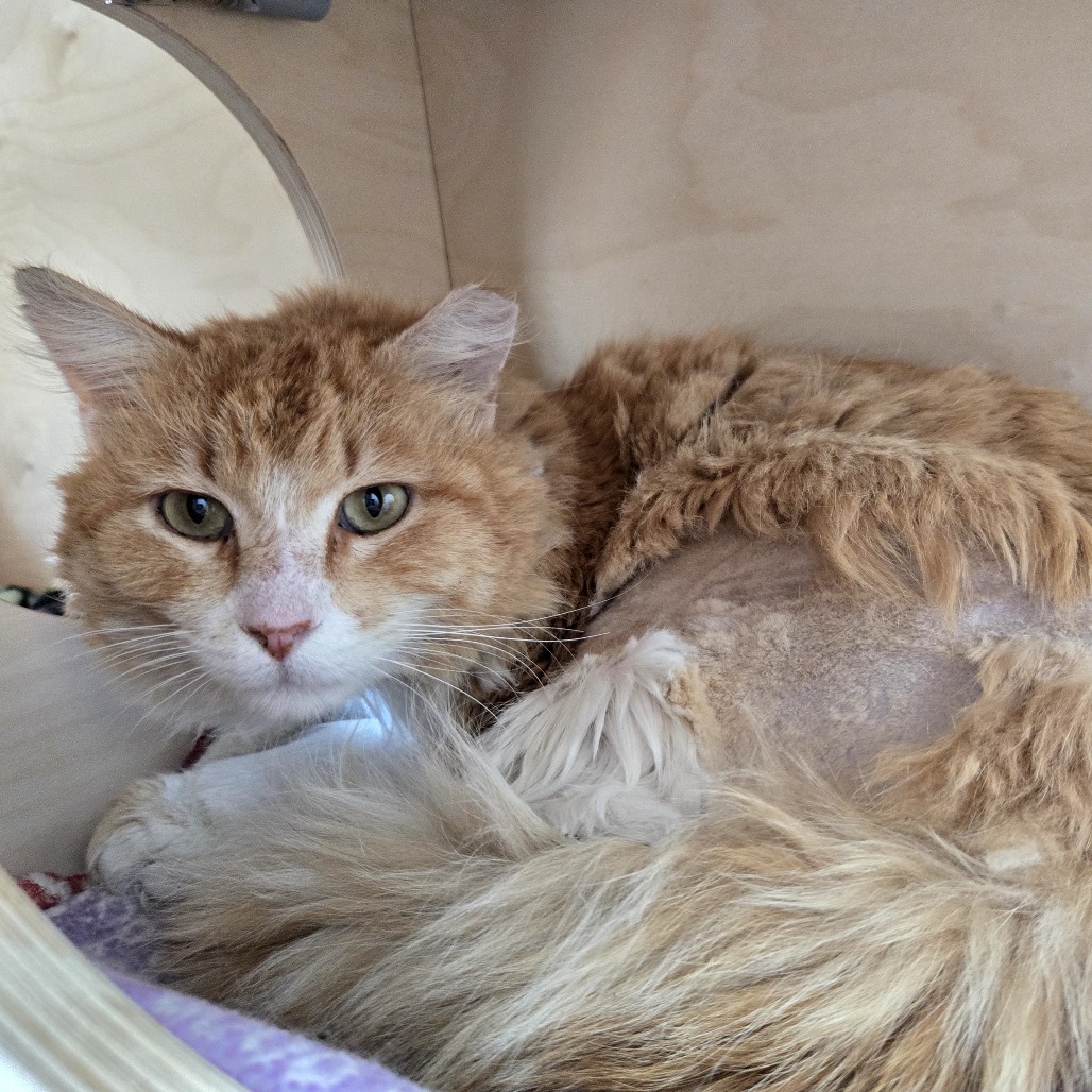 Dulce — thumbnail 5