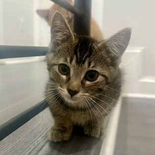 Milo, photo 3