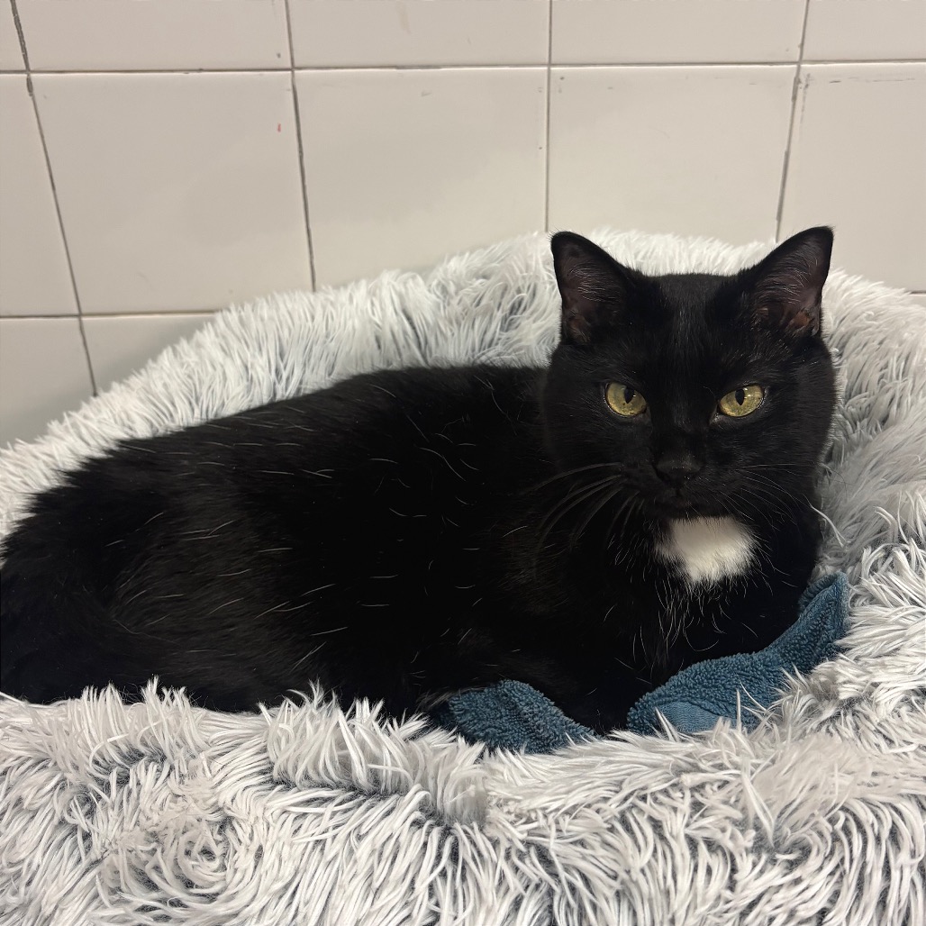 BEETLE JUICE - Domestic Shorthair available for adoption