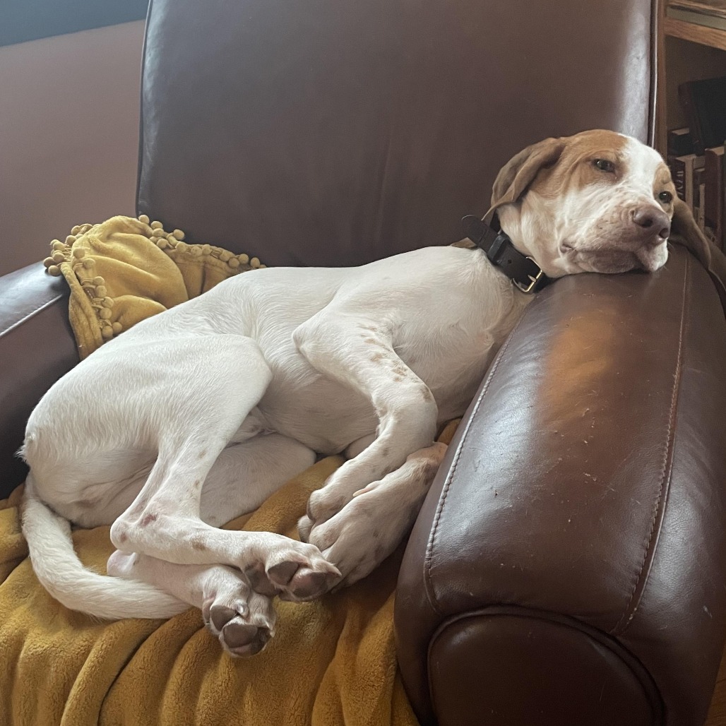Gus is available for adoption at Take Paws Rescue