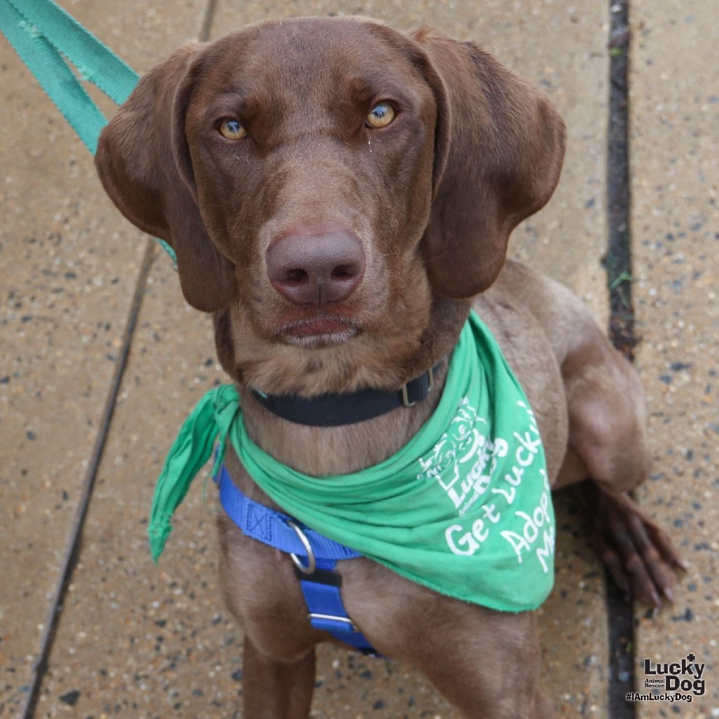 POLO - Pointer, German Shorthaired / Mix available for adoption