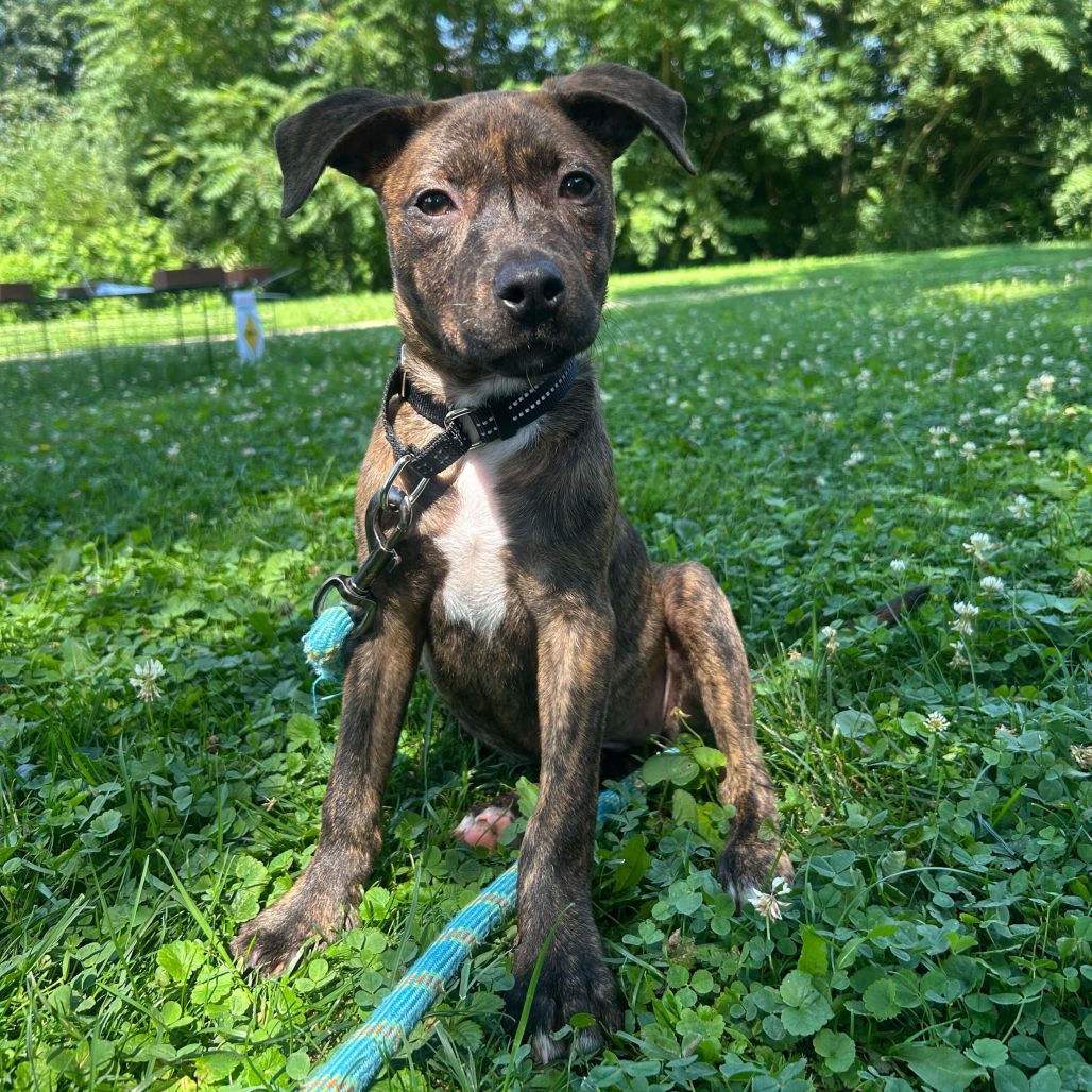 Roo