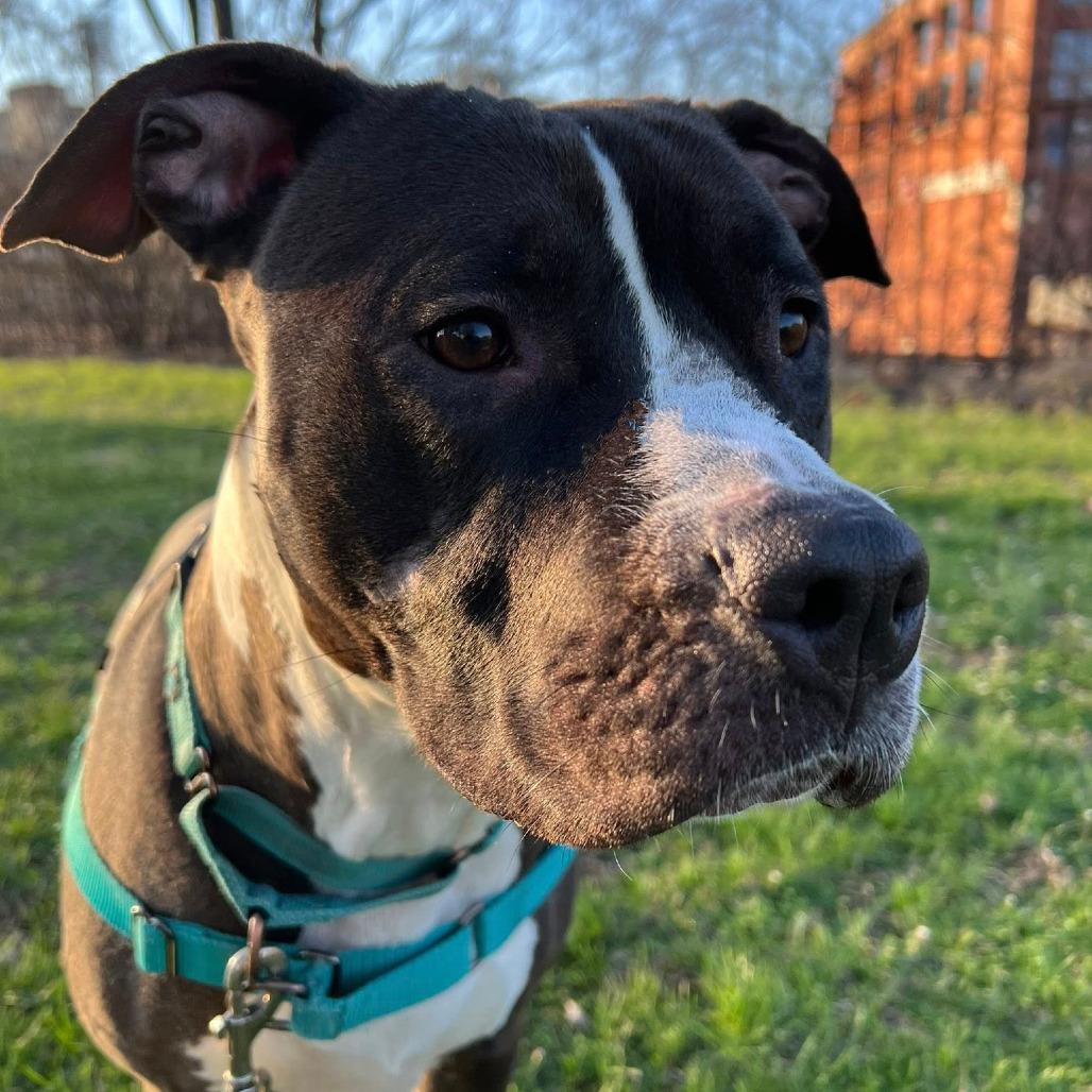 Photo of Sapphire 10