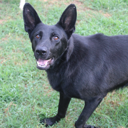 NEBULA - Shepherd available for adoption