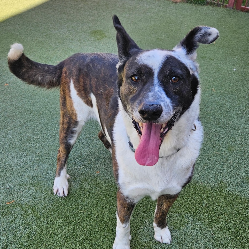 DOUG, photo 9