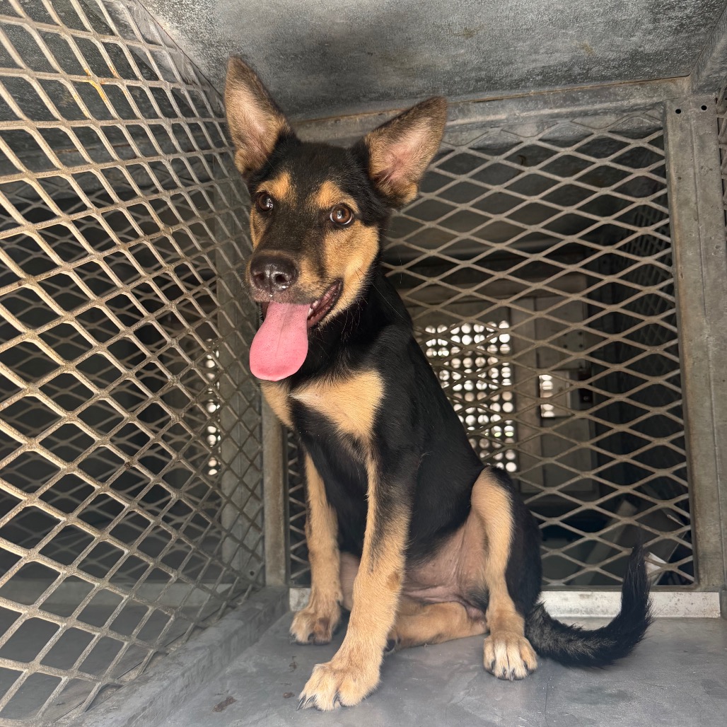 POISON IVY - Shepherd available for adoption