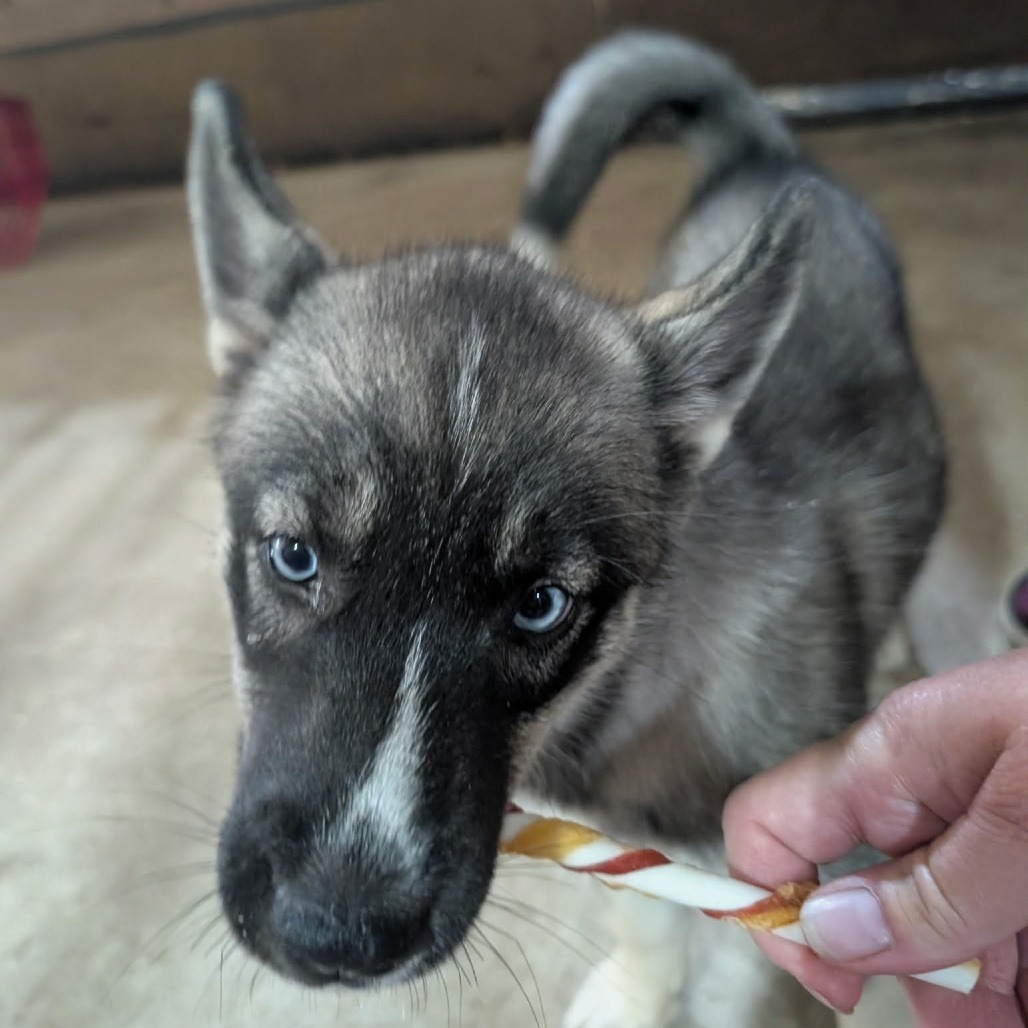 Koda