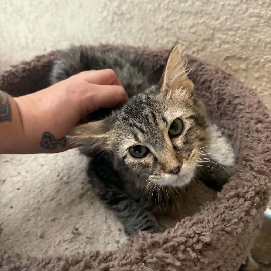 CICI - Domestic Longhair available for adoption