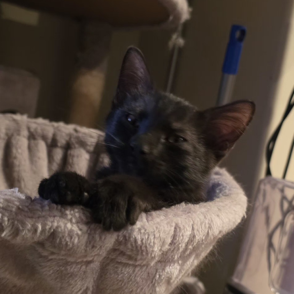 PAWLY - Domestic Shorthair available for adoption