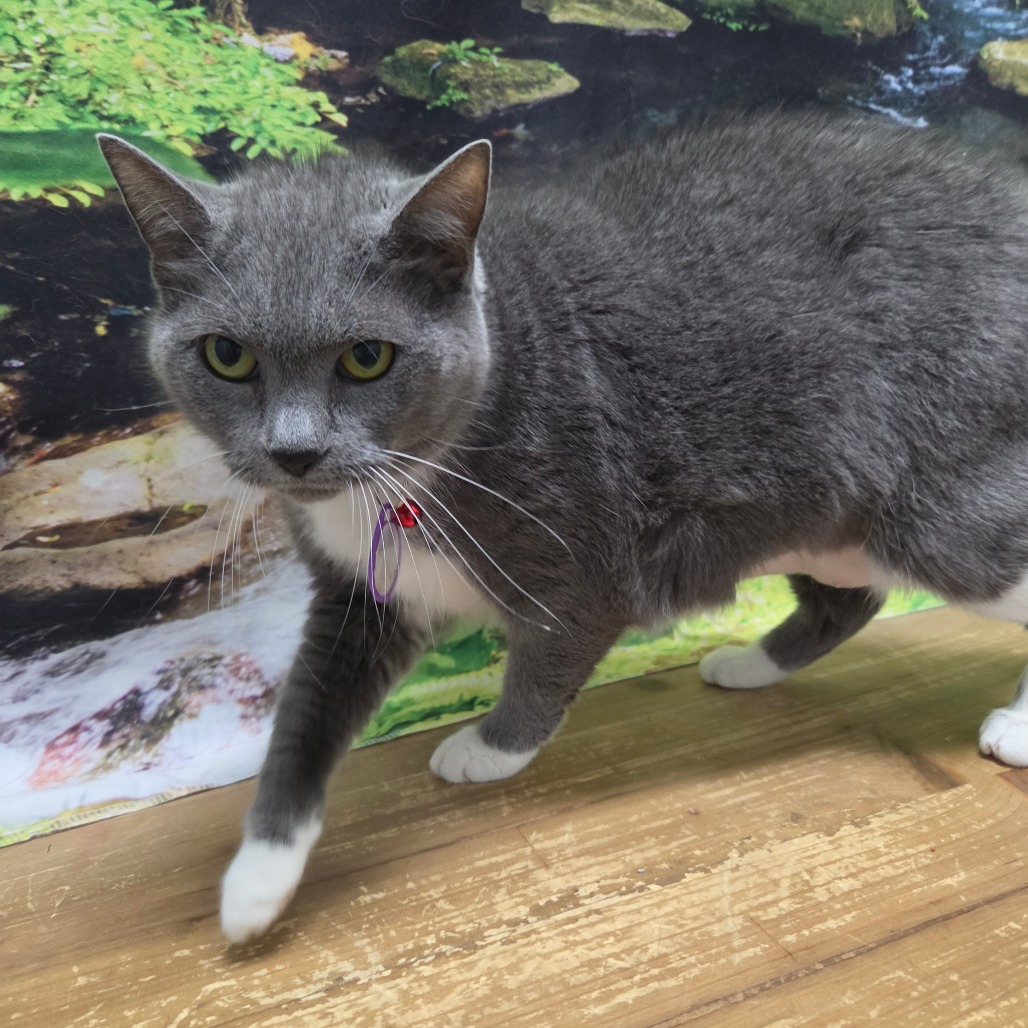 Bootsie, photo 3