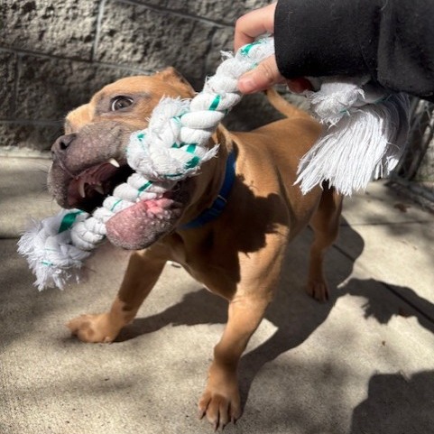 Photo of Churro 3