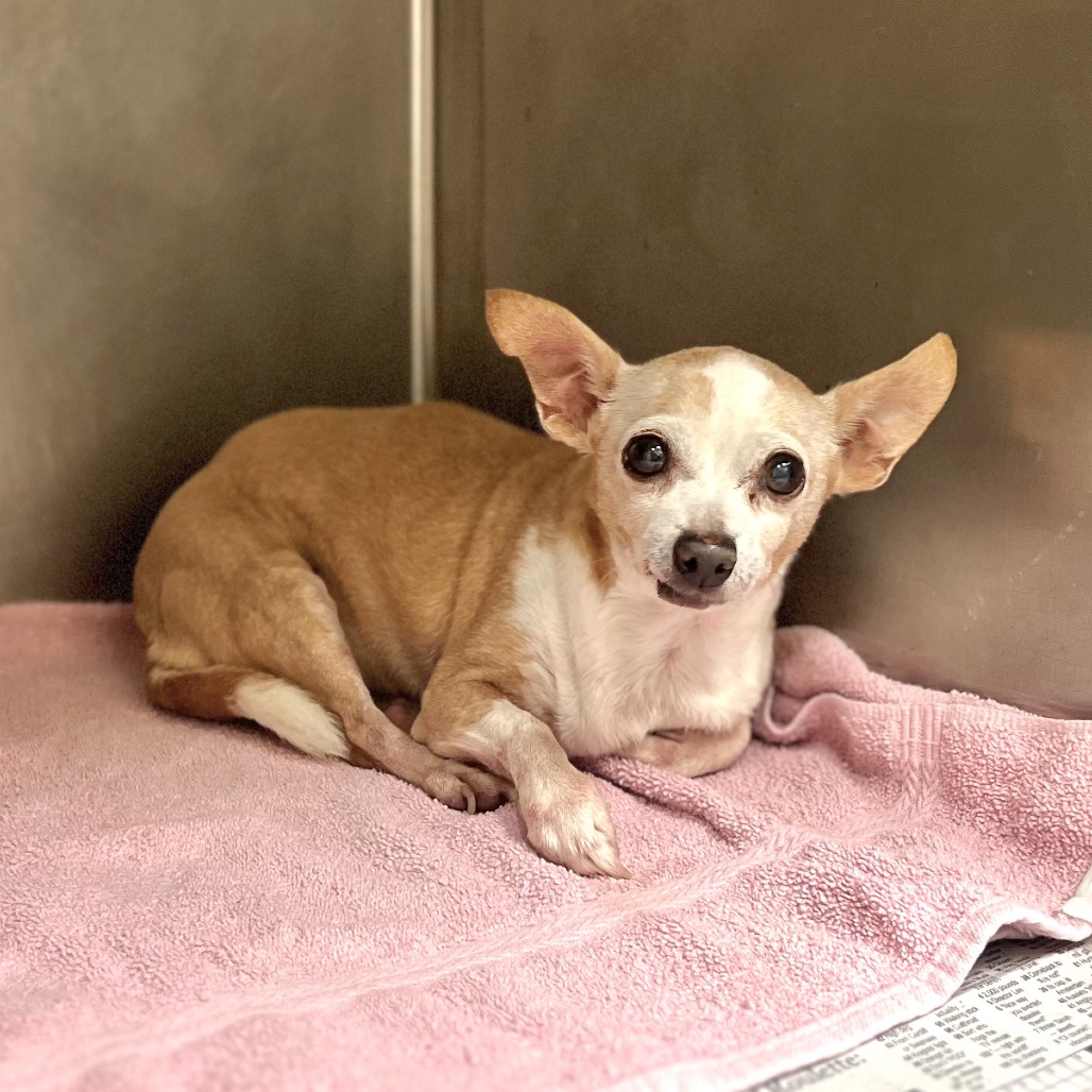 STAR (ESTRELLA) - Chihuahua available for adoption