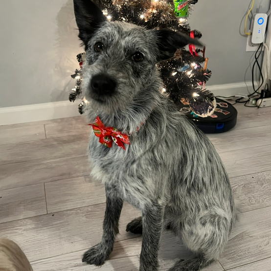 Bluey — thumbnail 5