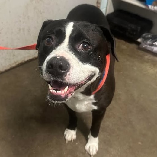 DIESEL - Terrier, American Pit Bull / Ridgeback, Rhodesian available for adoption