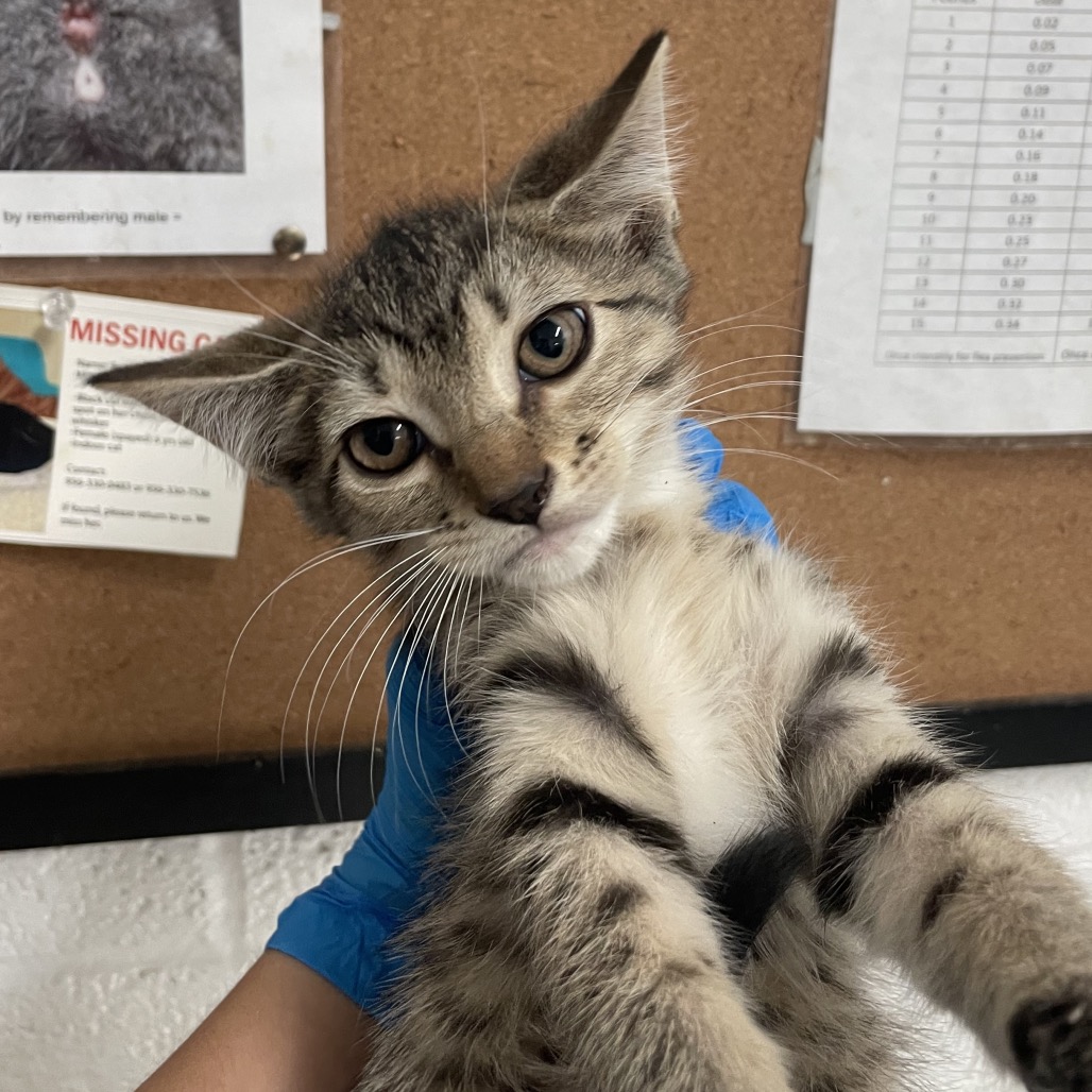 MOLLY (DREAMS) - Domestic Shorthair available for adoption