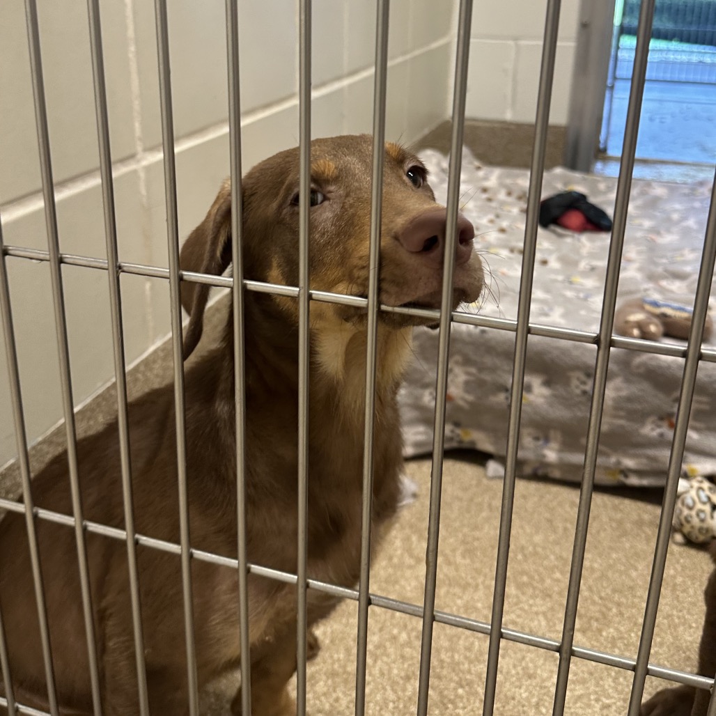 DONATELLO - Retriever, Labrador / Mixed Breed (Medium) available for adoption