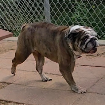 Doobie, photo 2