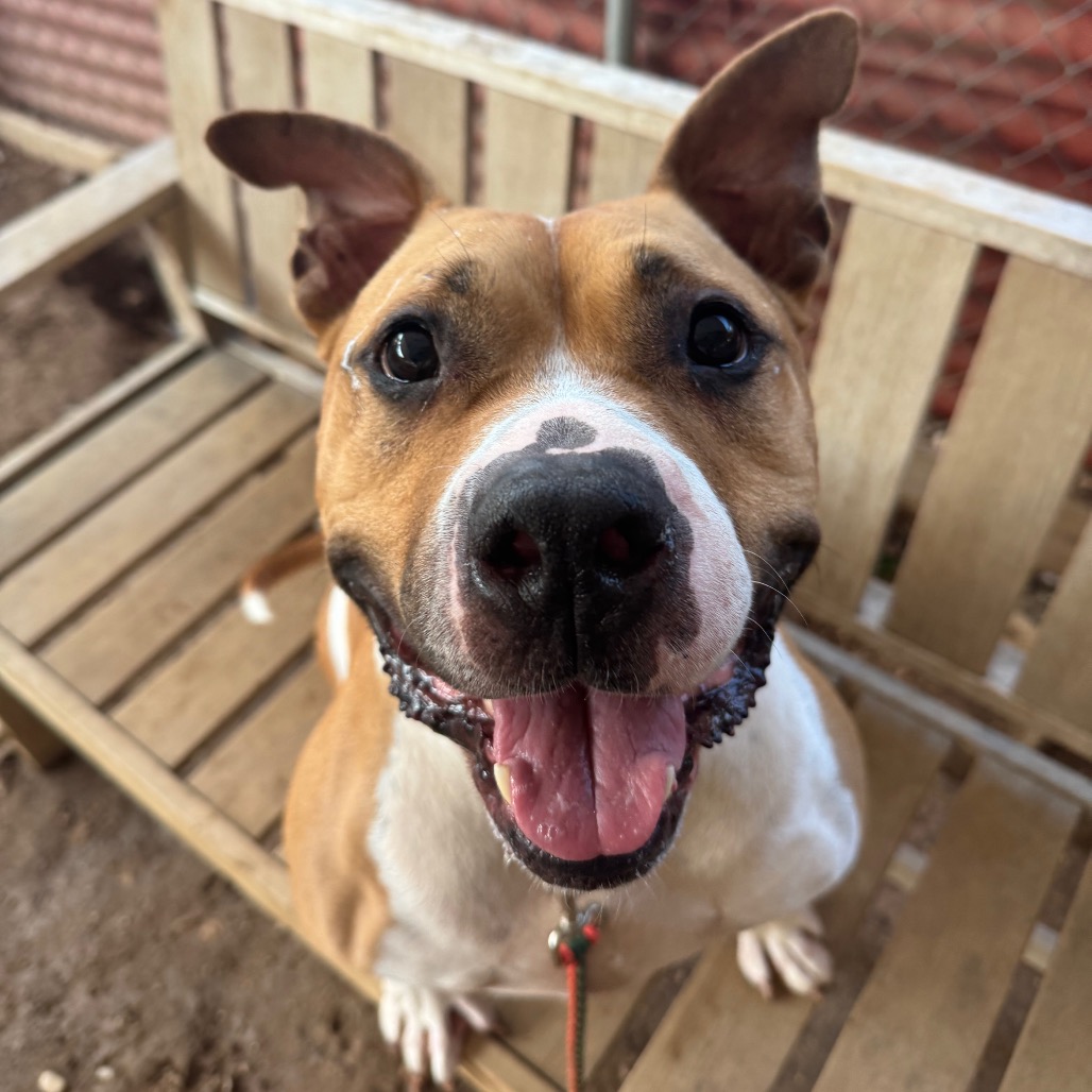 Monkey, adoptable senior dog